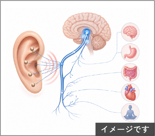 耳介刺激と迷走神経に関する基礎研究(イメージ)